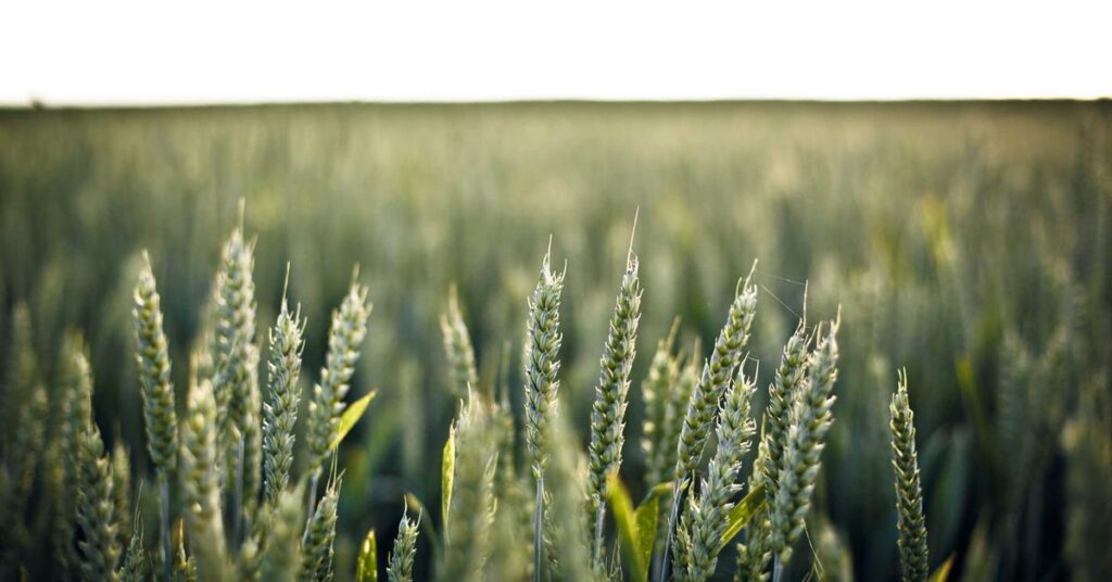 Close-up of green wheat heads in a sunlit field with a blurred background.