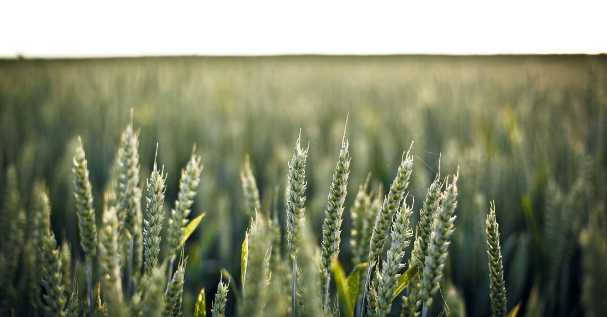 Close-up of green wheat heads in a sunlit field with a blurred background.