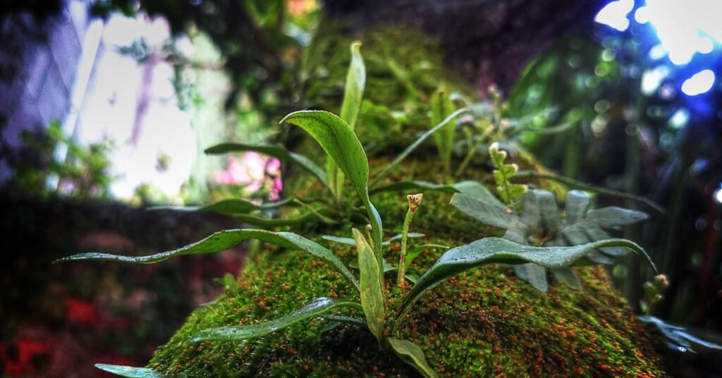 Close-up of a mossy rock with small green plants growing among the moss, garden blurred in the background.