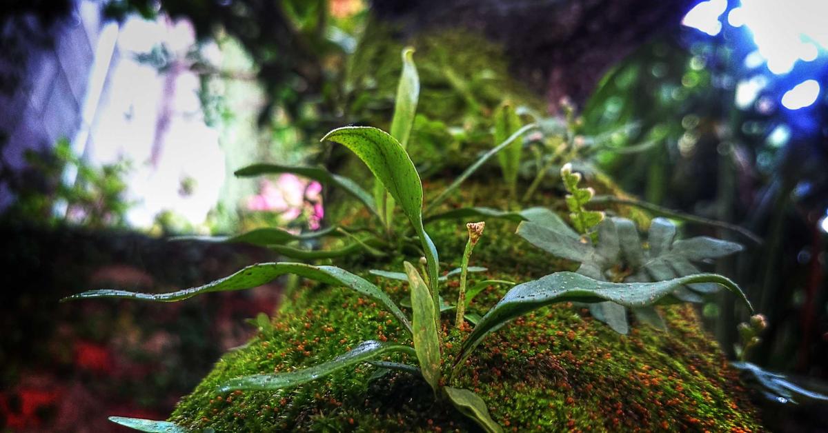 Close-up of a mossy rock with small green plants growing among the moss, garden blurred in the background.