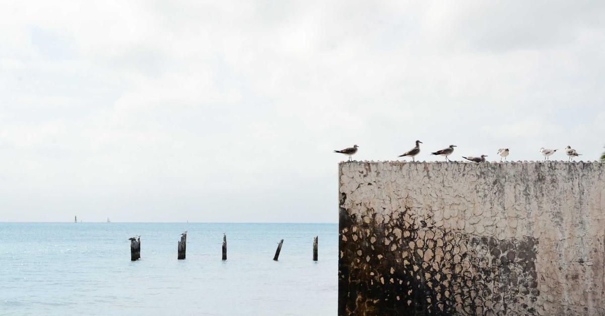 Seagulls perched along a cracked concrete seawall overlooking a calm blue sea with old wooden posts in the water.