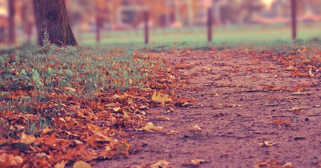 Dirt park path covered with orange and brown autumn leaves, grass to the left, trees and distant fence blurred in the background.