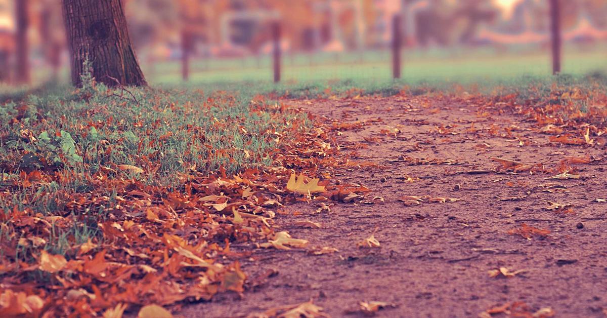 Dirt park path covered with orange and brown autumn leaves, grass to the left, trees and distant fence blurred in the background.