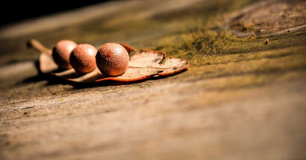 Close-up of two brown berries resting on a dried leaf on a weathered wooden surface, warm lighting.