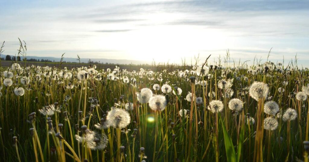 Sun setting over a field of dandelions with fluffy seed heads illuminated by the golden light on the horizon.