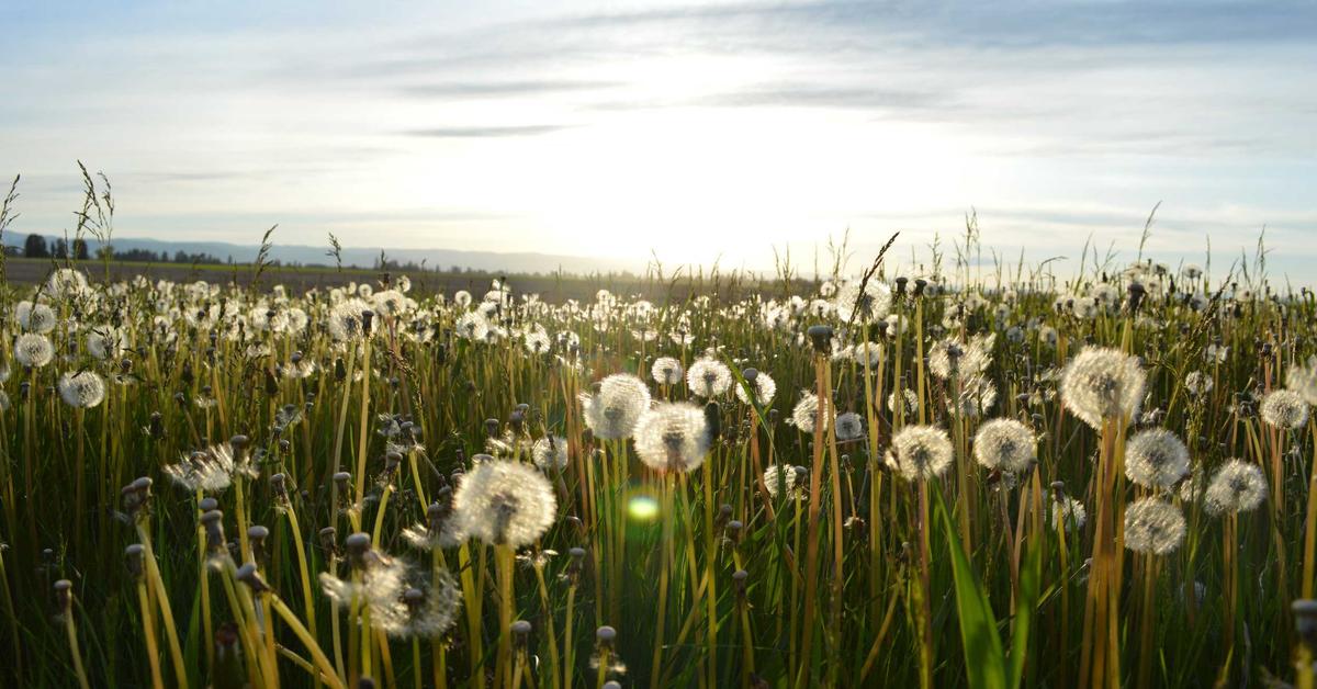 Sun setting over a field of dandelions with fluffy seed heads illuminated by the golden light on the horizon.